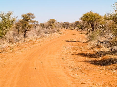 Red soil base to track winding through South African bush between acacia trees.