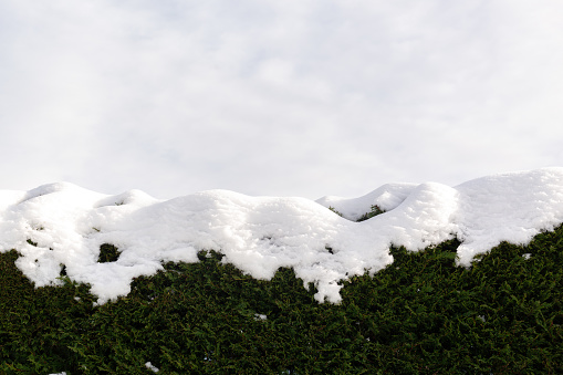 Snow on a dark green hedge against a could sky texture