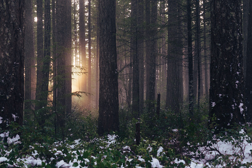 Mysterious light coming through hazy winter forest, alien or horror concept