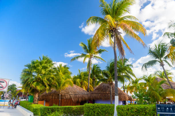 해변의 코코스 야자수 그림자에있는 방갈로, isla mujeres 섬, 카리브해, 칸쿤, 유카탄, 멕시코 - isla mujeres mexico beach color image 뉴스 사진 이미지