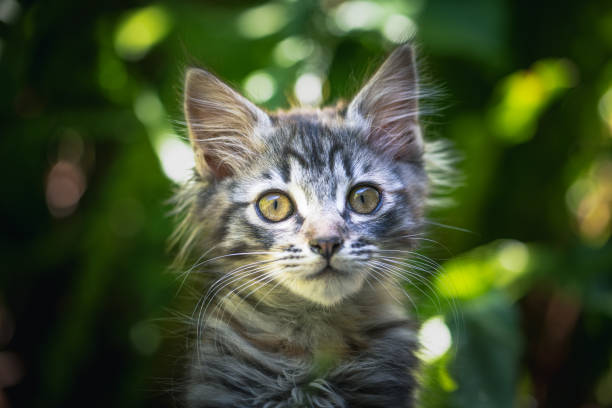 istock Portrait of a kitten in nature 1412546831
