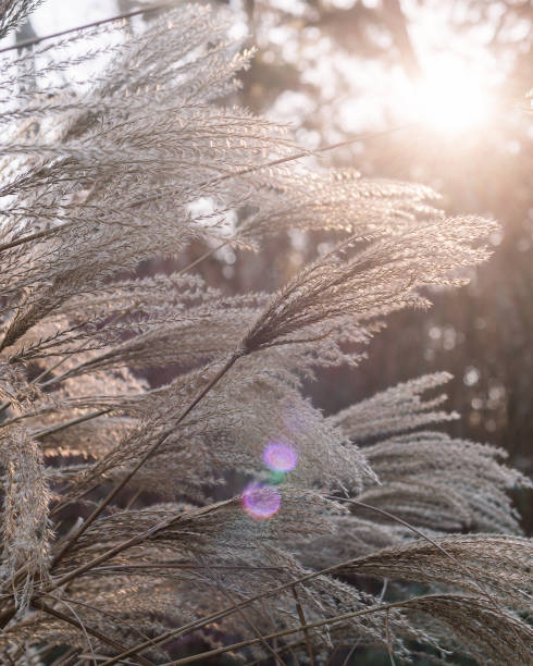 istock Tall ornamental grass with dappled sunlight 1412547591