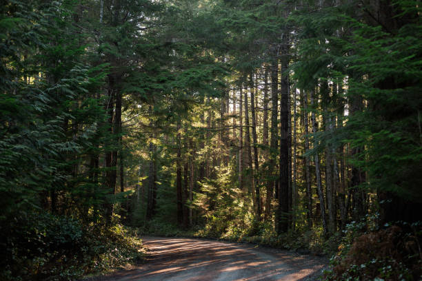 istock Sun dappled road through a dense green pine forest 1412547617
