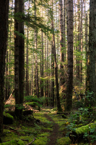 istock Trail through a dense green and mossy forest 1412547775
