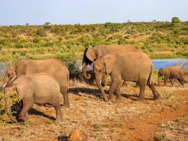 istock Herd of African elephants walking on the savannah grass. 1412547899