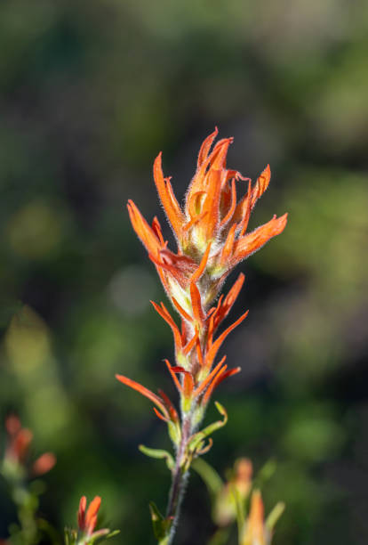 istock Indian Paintbrush flower in bright sunlight 1412551805