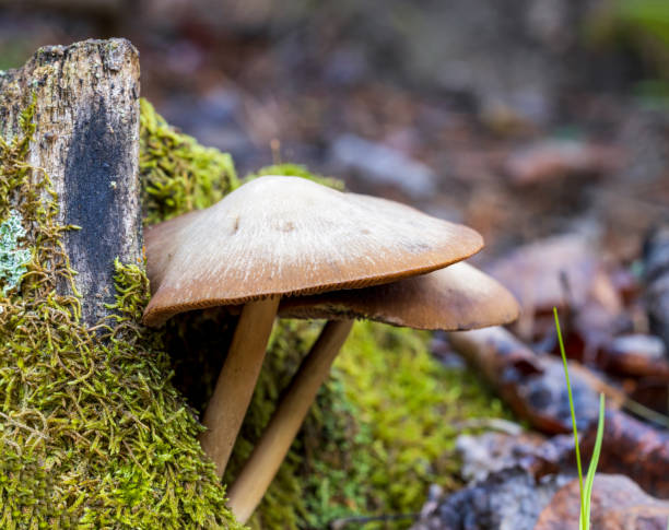 istock Two mushrooms grow in the forest 1412551852