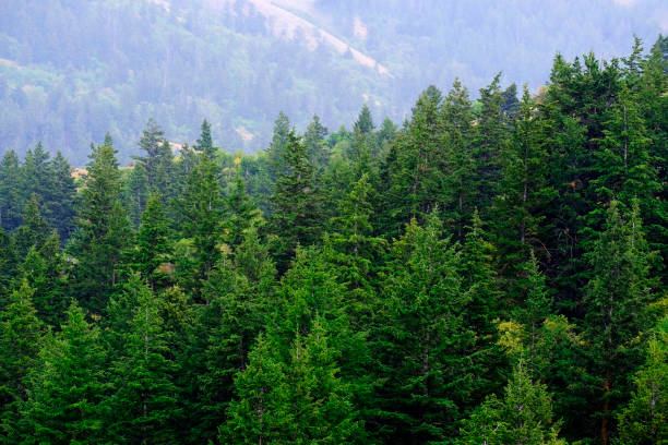 istock Lush green forest of pine trees in the rain 1412553665