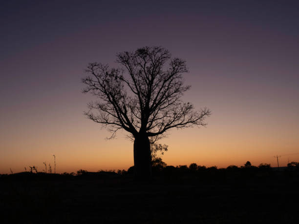 istock Single Boab tree in silhouette at sunrise 1412555470