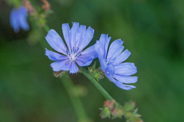 istock Corn flowers in bloom-Howard County, Indiana 1412555717