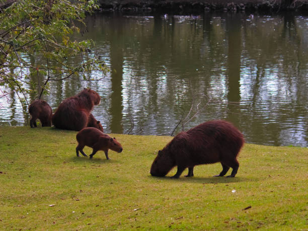istock calf approaching a large capybara grazing on a lush green lawn, with a reflective pond in the background. 1412556300