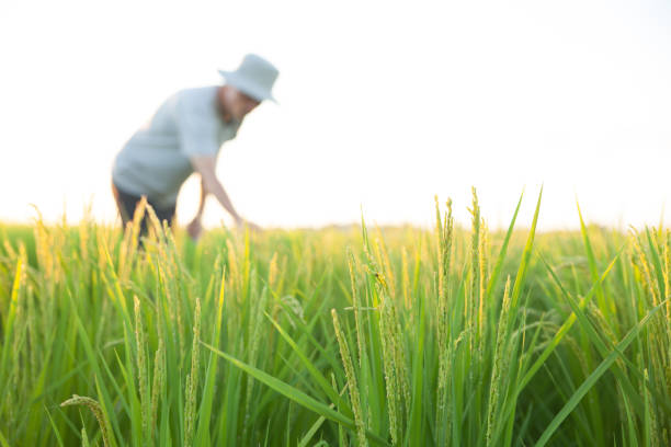 istock a farmer checking the growth of rice 1412558214