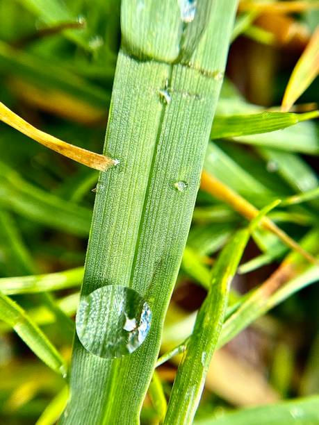 istock Macro of raindrops on a single blade of grass 1412558402