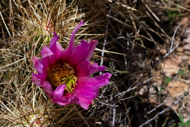 고슴도치 선인장 꽃에 작은 거미 - southwest usa cactus hedgehog cactus flower 뉴스 사진 이미지