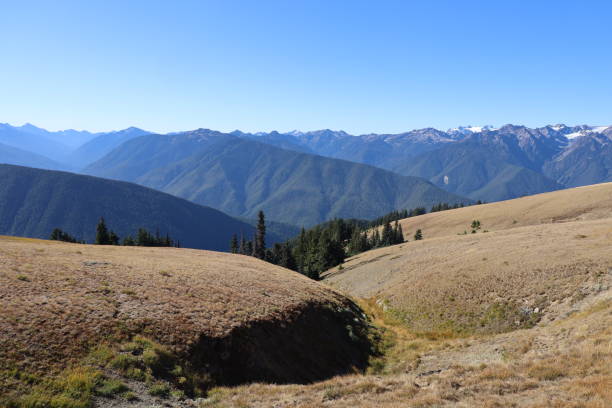 istock Hurricane Ridge in Olympic National Park Washington 1412561095