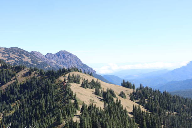 istock Hurricane Ridge in Olympic National Park Washington 1412561097