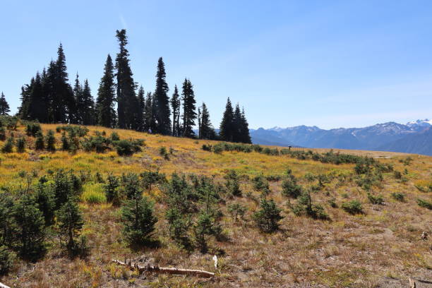 istock Hurricane Ridge in Olympic National Park Washington 1412561106