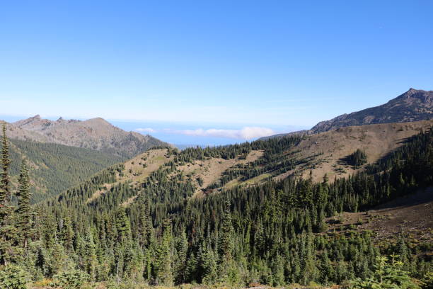 istock Hurricane Ridge in Olympic National Park Washington 1412561143