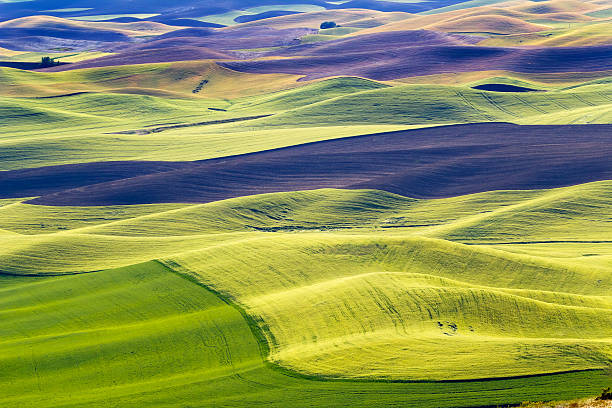 istock Green Wheat Fields Black Land Patterns Palouse Washington 141256374