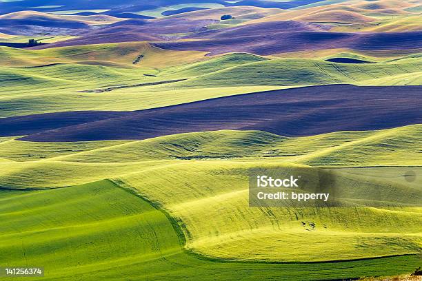 Green Wheat Fields Black Land Patterns Palouse Washington Stock Photo - Download Image Now
