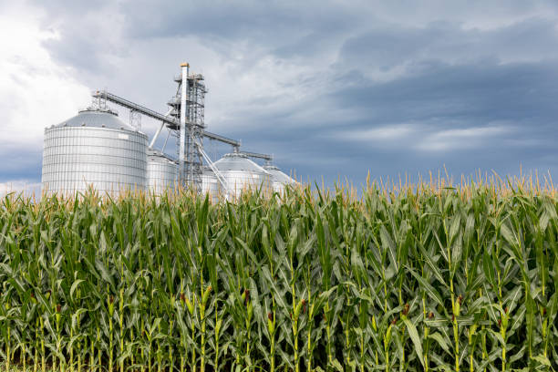 campo de maíz en verano con elevador de almacenamiento de granos en el fondo y nubes de tormenta en el cielo. cultivo de maíz, clima y concepto agrícola. - e85 fotografías e imágenes de stock