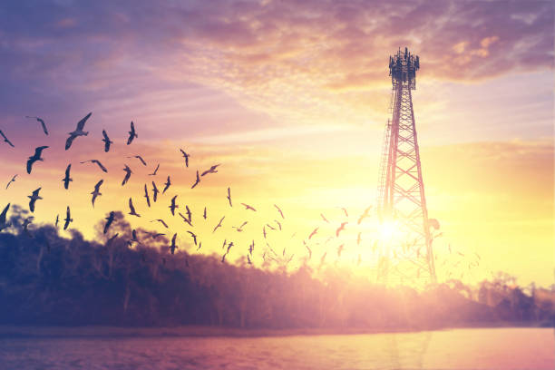 силуэт передающей башни и птицы, летящие на фоне заката. - glossy ibis стоковые фото и изображения