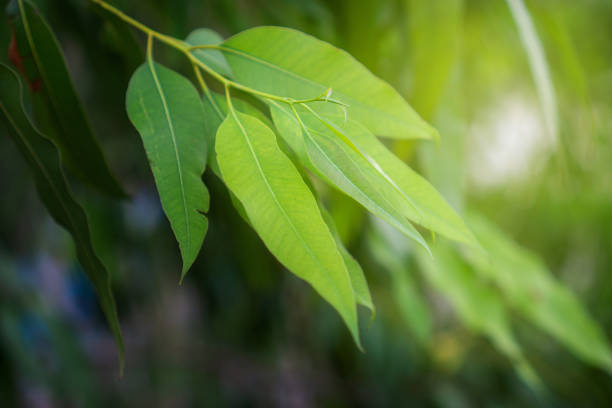istock Eucalyptus green tree leaves abstract background with sun shining. 1412565918