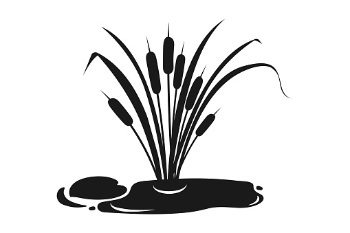 Black silhouette of swamp reed. wild vegetation. Vector illustration of swamp with water lily leaf.