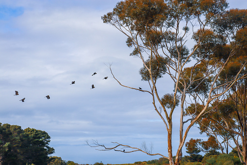 bushland landscape with eucalyptus trees against sky and approaching flock of black cockatoos