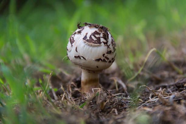 Detailed image capture highlighting the intricate gill patterns of a mushroom, showcasing natural texture and the beauty of close-up photography. Emphasizes the organic details of the fungal structure.