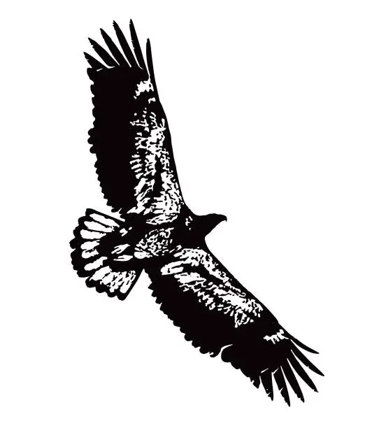 Vector illustration of Immature Bald Eagle flying