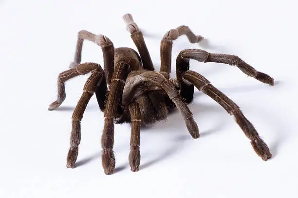 Photo of Australian Tarantula on a white background.