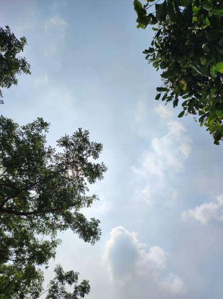 shady tree above the cemetery photographed from below against the background of clear sky and sunshine, great for quotes background or copy space for other design