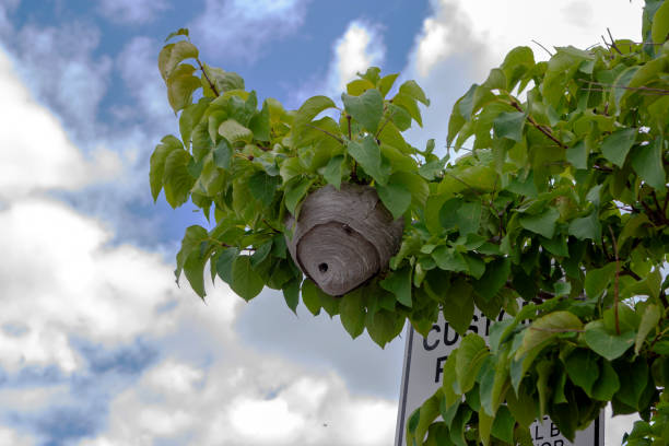 A wild bees' nest on a leafy branch in the city stock photo