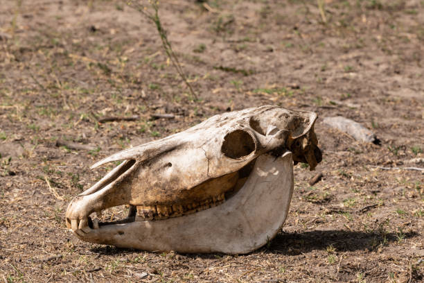 Old horse skull lying pn the ground in Letea Forest, Romania, the oldest natural reservation home to thousands of wild horses.