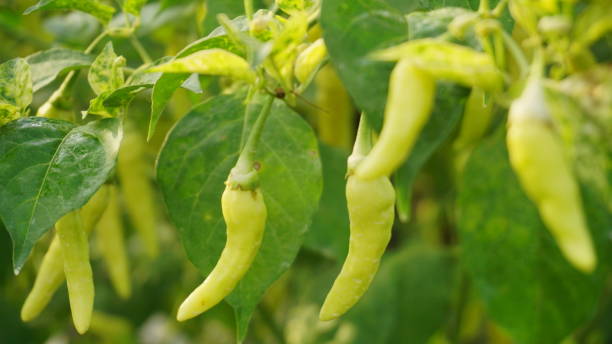 istock Green chili on the tree in garden Organic 1412578662