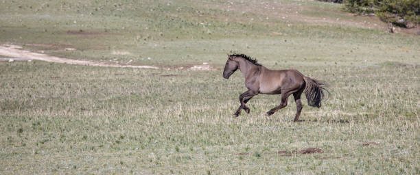 stallone grigio del cavallo selvaggio che corre in un prato di montagna negli stati uniti - panoramic california mountain range southwest usa foto e immagini stock