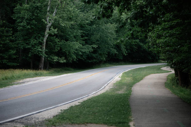 long and winding road in the forest