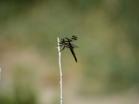 Yellow, green and black dragonfly