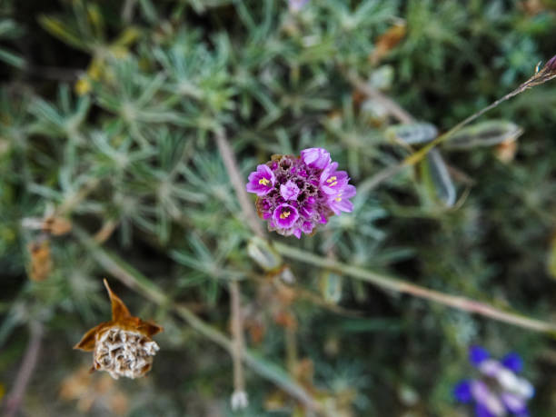 Tiny purple, pink and white wildflowers close-up