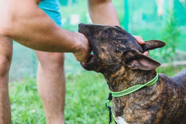 istock Bull Terrier bites a man's hand. Dog aggression. Selective focus 1412586472