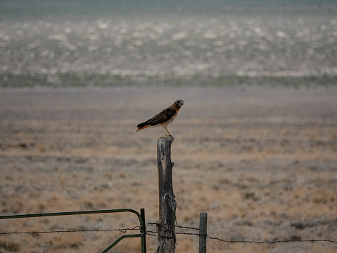 Red-tailed hawk perched on a gate post in the Nevada desert
