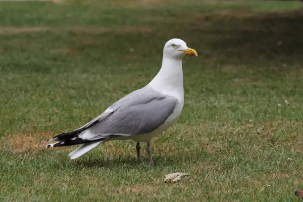 The European herring gull (Larus argentatus) is a large gull. One of the best known of all gulls along the shores of western Europe, it was once abundant.