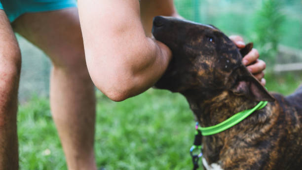 istock Bull Terrier bites a man's hand. Dog aggression. Selective focus 1412589345