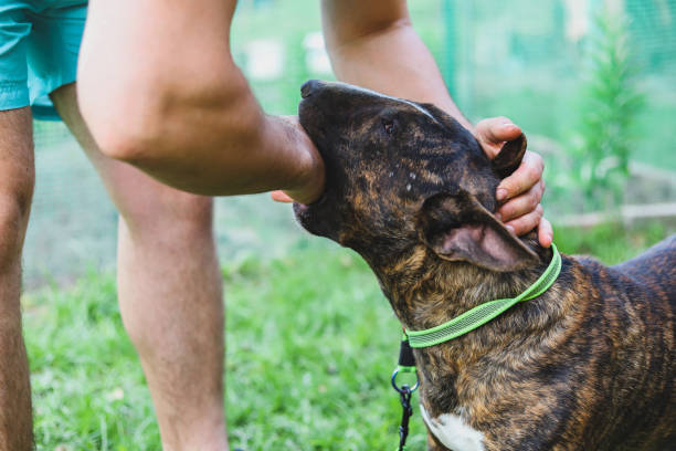 istock Bull Terrier bites a man's hand. Dog aggression. Selective focus 1412589346
