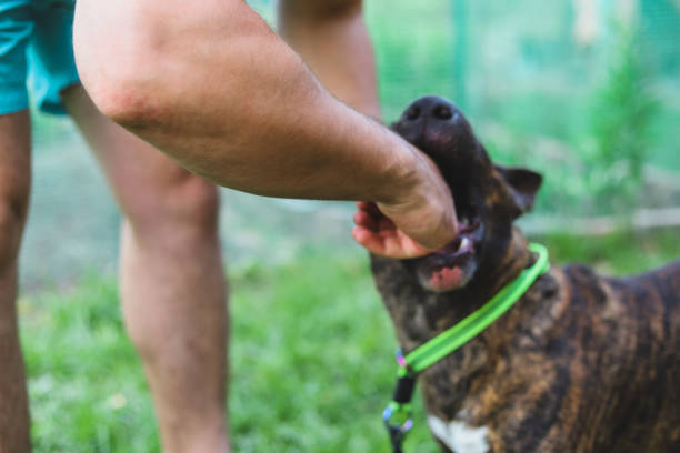 Bull Terrier bites a man's hand. Dog aggression. Selective focus stock photo
