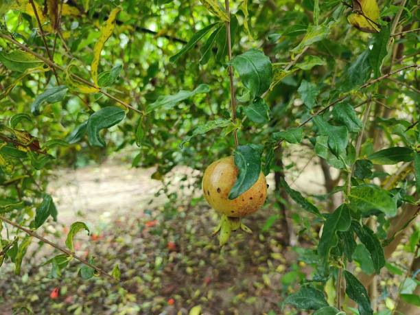 istock Closeup view and selective focus of a pomegranate on a plant 1412590021