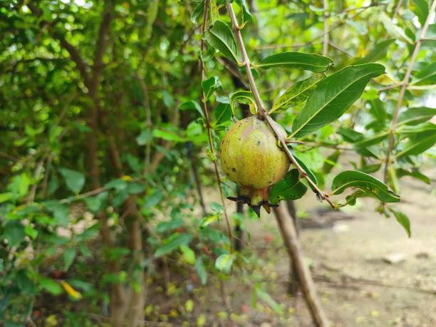 istock Closeup view and selective focus of a pomegranate on a plant 1412590027