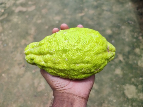 Closeup view and selective focus of a king size lemon fruit in hand
