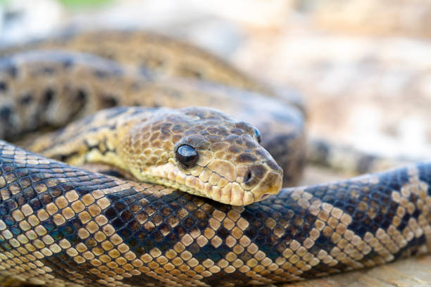 istock The snake Chilabothrus angulifer. 1412592422